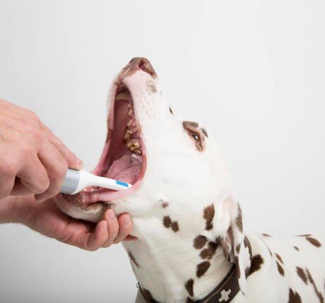 Szczoteczki CleanyTeeth