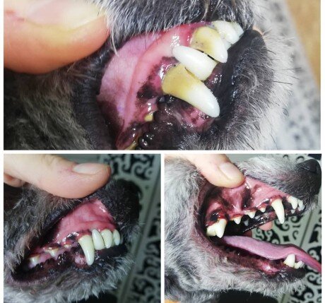 Szczoteczki CleanyTeeth