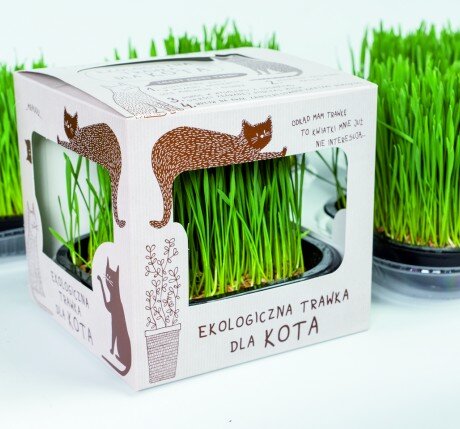 Ekologiczna trawka dla kota